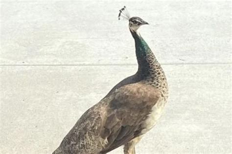 Runaway peacock spotted in Washington County yard, deputies looking for owners